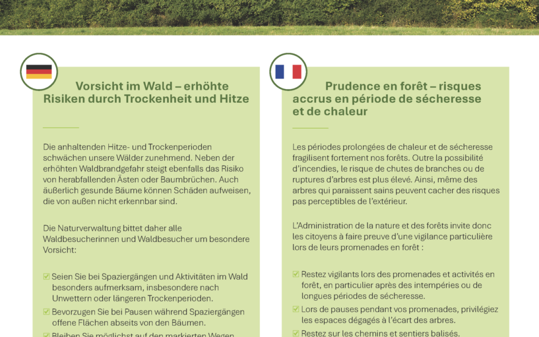 Vorsicht im Wald / Attention en
